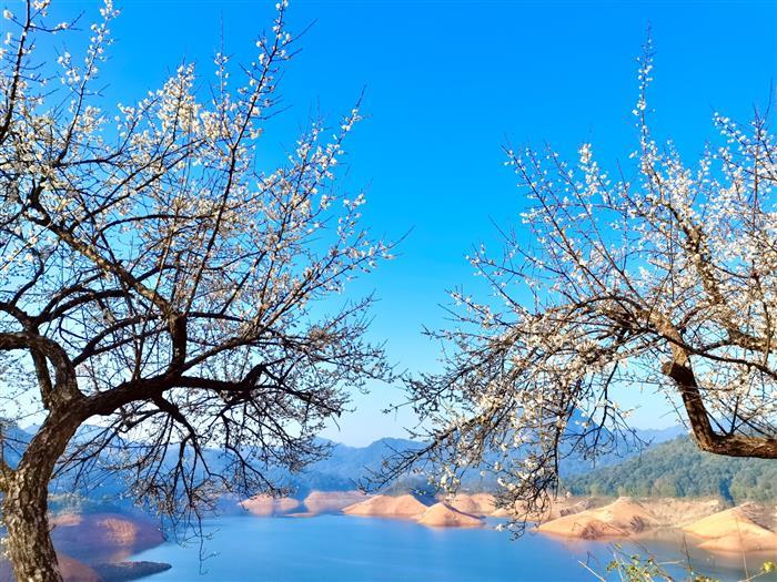 汕尾市南天湖第二届梅花诗词文化节开幕暨南天湖第二届全国梅花诗词